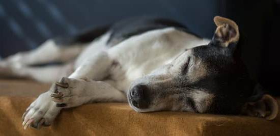 Step-by-step guide on How to Train Your Dog to Find Moles effectively in your yard