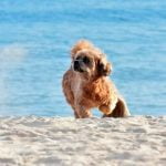 Start at 6 months, use positive reinforcement methods for best results