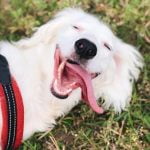 Training your dog to attack may be illegal depending on local laws and regulations