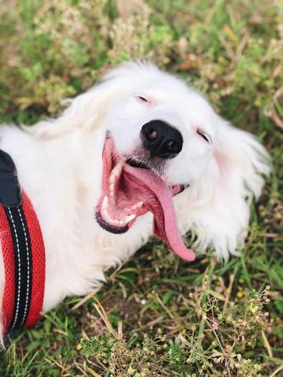 Outcome for dogs failing police training may include reassignment or adoption programs for non-passers