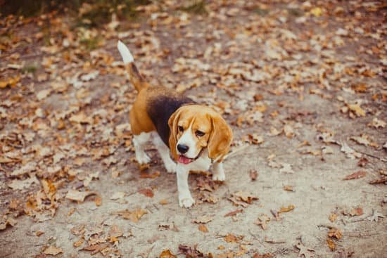 How to Train Out Dog Reaction 1 Step-by-step guide on how to train our dogs to react appropriately in various situations