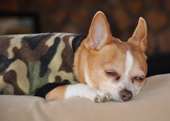 How to Train a Dog to Be Around Gun Shooting 1 Step-by-step guide on how to train a dog to be around gun shooting safely