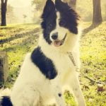 Step-by-step guide on how to train a grown-up dog successfully