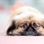 What Kind of Jobs Are There in Dog Training Explore various careers in dog training, including obedience, agility, behavior modification, and service dog training