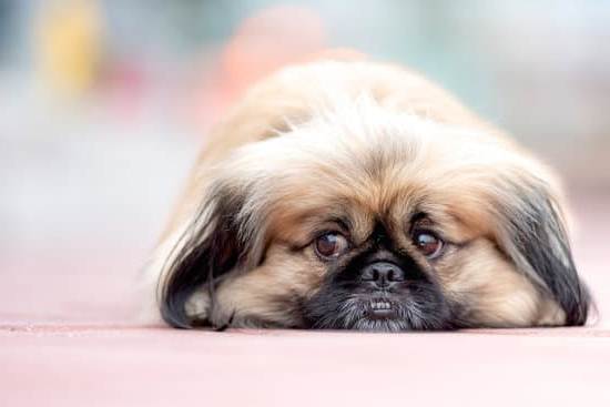 What Kind of Jobs Are There in Dog Training 1 Explore various careers in dog training, including obedience, agility, behavior modification, and service dog training