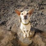 How long is a dog trained for hunting