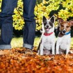 Guide on training your dog for pet therapy - step-by-step advice and best practices