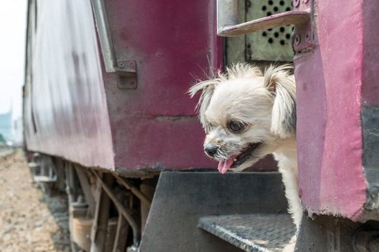 How to Train a Small Dog to Lie Down 1 Step-by-step guide with positive reinforcement techniques
