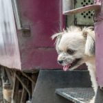 How Do You Train Dogs Not to Jump Effective training techniques to prevent dog jumping behavior - practical methods and positive reinforcement strategies