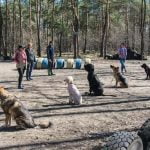 Effective tips on how to train my dog to stop chewing stuff up