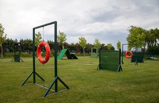 How To Start A Service Dog Training Business