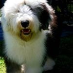 Should I Crate Train a 2 Year Old Dog beneficial for structure and comfort during daily routines