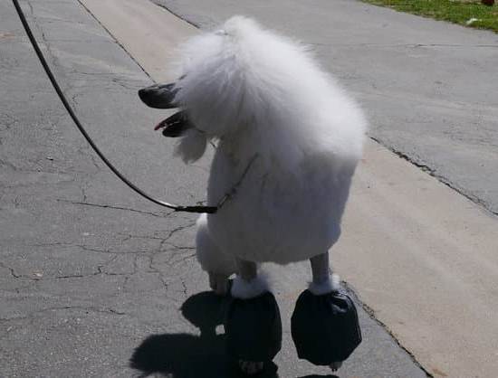 HOW TO TRAIN DOG WHEN MOVING TO A NEW HOUSE effectively