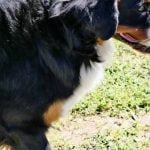 How to Train a Deaf Dog Sign Language Step-by-step guide for how to train a deaf dog using sign language