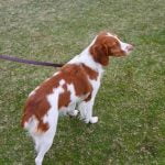 Step-by-step guide on how to potty train a dog from a puppy mill