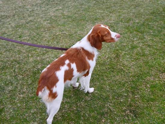 How to Potty Train a Dog From a Puppy Mill 1 Step-by-step guide on how to potty train a dog from a puppy mill