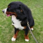 Unlock Potential Through Positive Reinforcement Methods