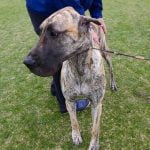 Are Drug Dogs Trained to Smell THC or CBD 'Are drug dogs trained to smell THC or CBD'