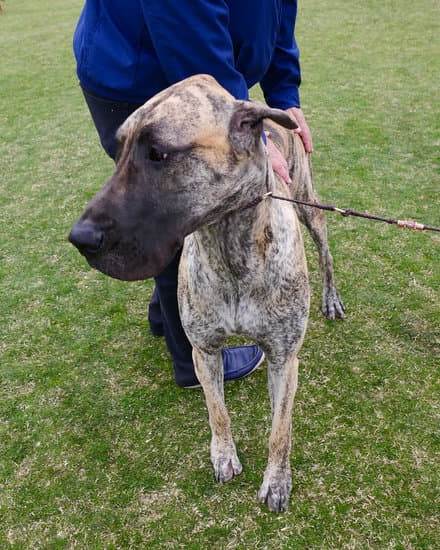 'Are drug dogs trained to smell THC or CBD'