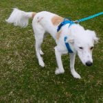 How to Train Dog to Live With Birds useful tips for success
