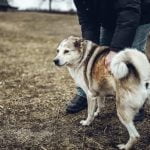How to Train Dog Out of Separation Anxiety How to Train Dog Out of Separation Anxiety