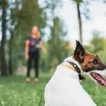 How to Train a Dog to Stop Chasing Cars Train your dog to stop chasing cars with positive reinforcement methods