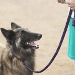 Can You House Train a 12 Year Old Dog Training a 12-year-old dog to use a litter box can be a possible solution