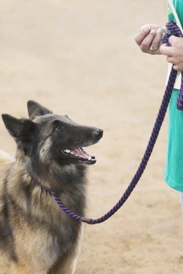 Can You House Train a 12 Year Old Dog 1 Training a 12-year-old dog to use a litter box can be a possible solution