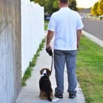 Where Did Victoria Stillwell Learn Dog Training Victoria Stillwell learned dog training techniques from experienced trainers at reputable dog training schools