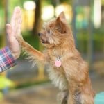 How to Get a Service Dog in Training Into Places Guide on incorporating a service dog in training into various locations effectively