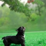 What Type of Learning Is Training a Dog Training a dog involves behavior modification techniques tailored to their learning style