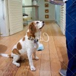 How to Train a Swiss Mountain Dog Puppy Step-by-step guide on how to train a Swiss Mountain Dog puppy effectively