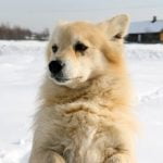 How to train your dog for bird retrieving effectively in a few simple steps