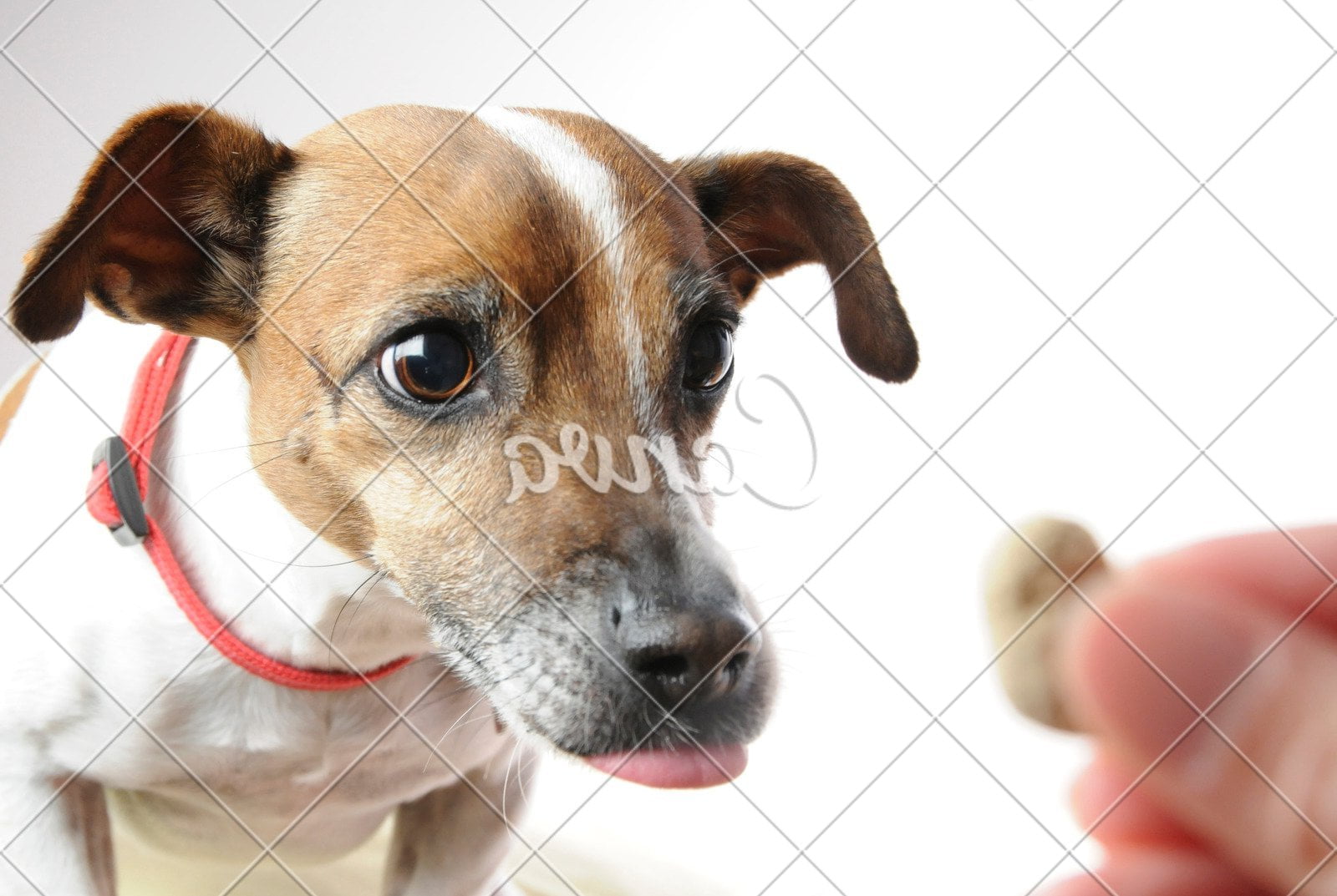 How to train basic obedience for a dog every day interests