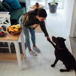 How to Train Dog to Speak and Be Quiet Positive reinforcement and consistency in training techniques