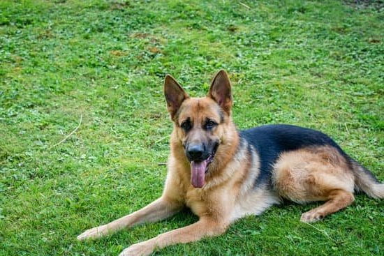 How Many Years of College to Be a Dog Trainer 1 Guide on the number of years of college to become a dog trainer