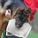 How Much Does It Take to Train a Police Dog Determining cost of training a police dog - invest in proper training for effective law enforcement