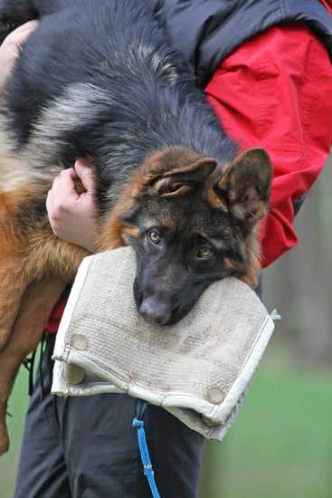 Determining cost of training a police dog - invest in proper training for effective law enforcement