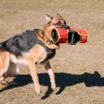 How to potty train a dog quick with proven tips and techniques