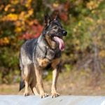 Learn expert herding techniques with How to Train Herding Dogs book - a comprehensive guide for dog owners