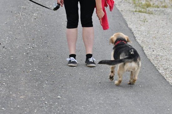 How to House Train a Foster Dog 3 Step-by-step guide on how to house train a foster dog successfully