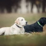 How to Train Dog Not to Play Bite Use positive reinforcement & redirecting behavior to train dog not to play bite effectively