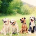 Is Using a Clicker Good for Dog Training Improve dog training with a clicker - IS USING A CLICKER GOOD FOR DOG TRAINING