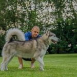 PTSD dog trained to provide emotional support, detect triggers, and provide comfort