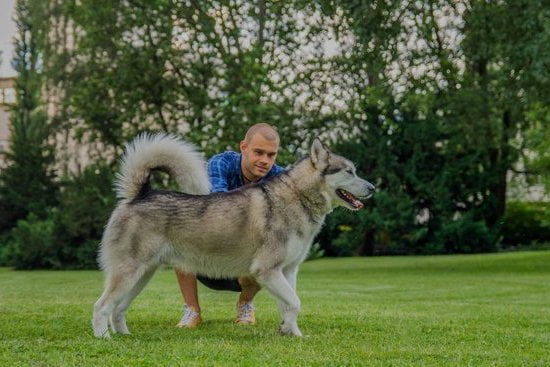 PTSD dog trained to provide emotional support, detect triggers, and provide comfort