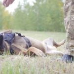 How to train your dog successfully