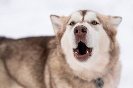 Training a large dog to poop in a hole - Accessible Toilet Area for Large Dogs training