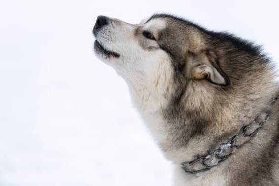 How to Start the Training for a Therapy Dog 1 Guide on how to start training your therapy dog effectively