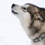 Effective methods for how to train dog to hunt deer safely and efficiently