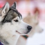 What Is Wrong With Training a Dog With a Clicker Using a clicker for dog training improves focus, reinforces good behavior